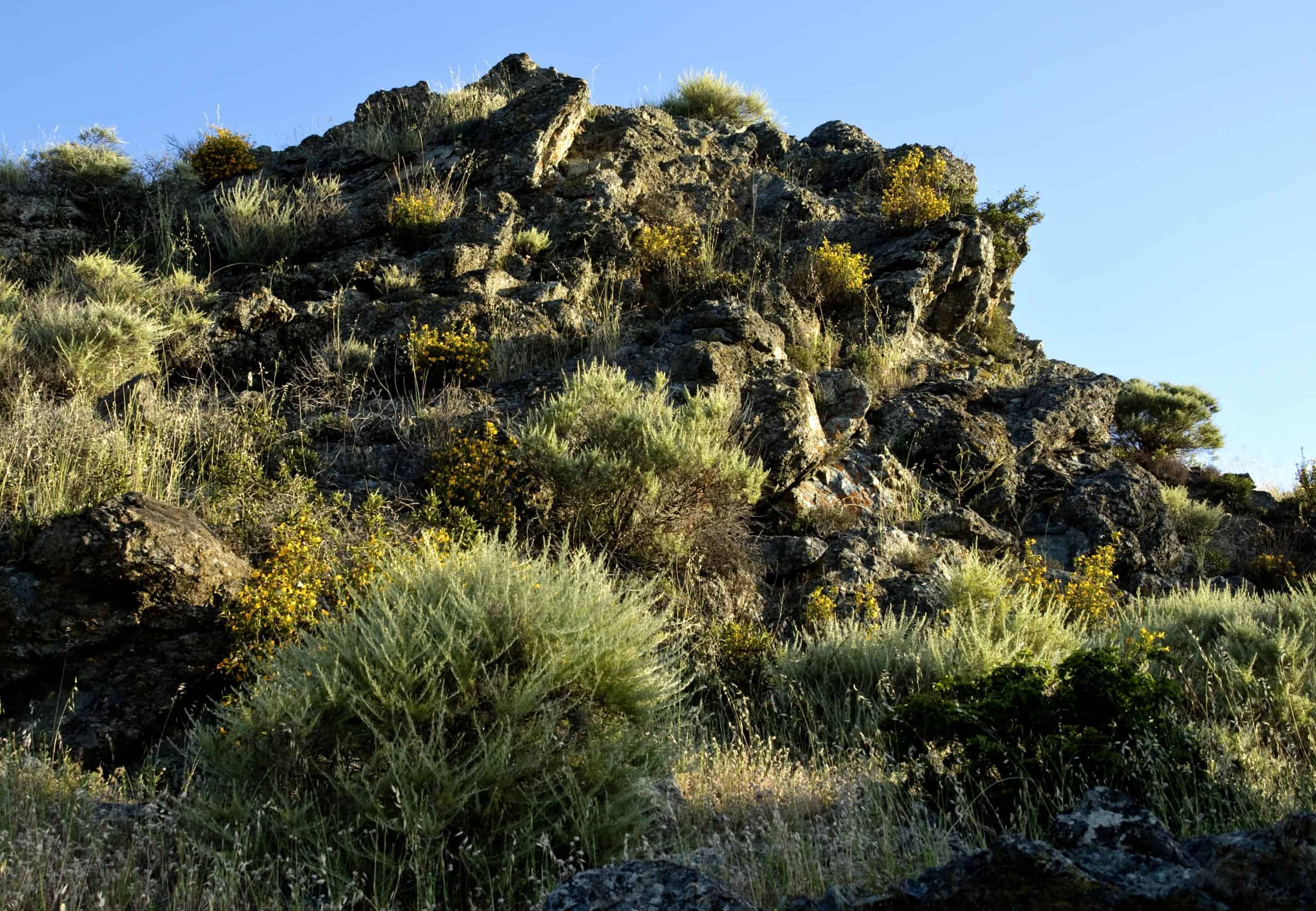 Viera-North Peak rocky outcrop with chaparral shrubs