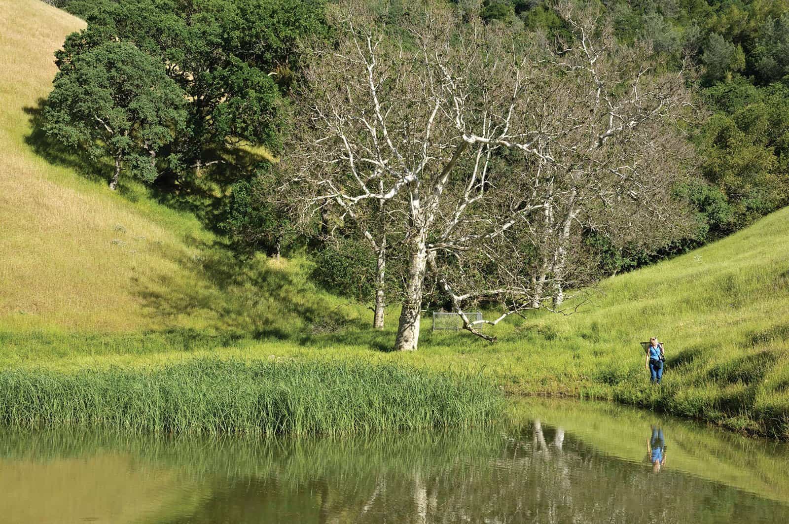 a biologist explores a pond at Curry Canyon Ranch during BioBlitz