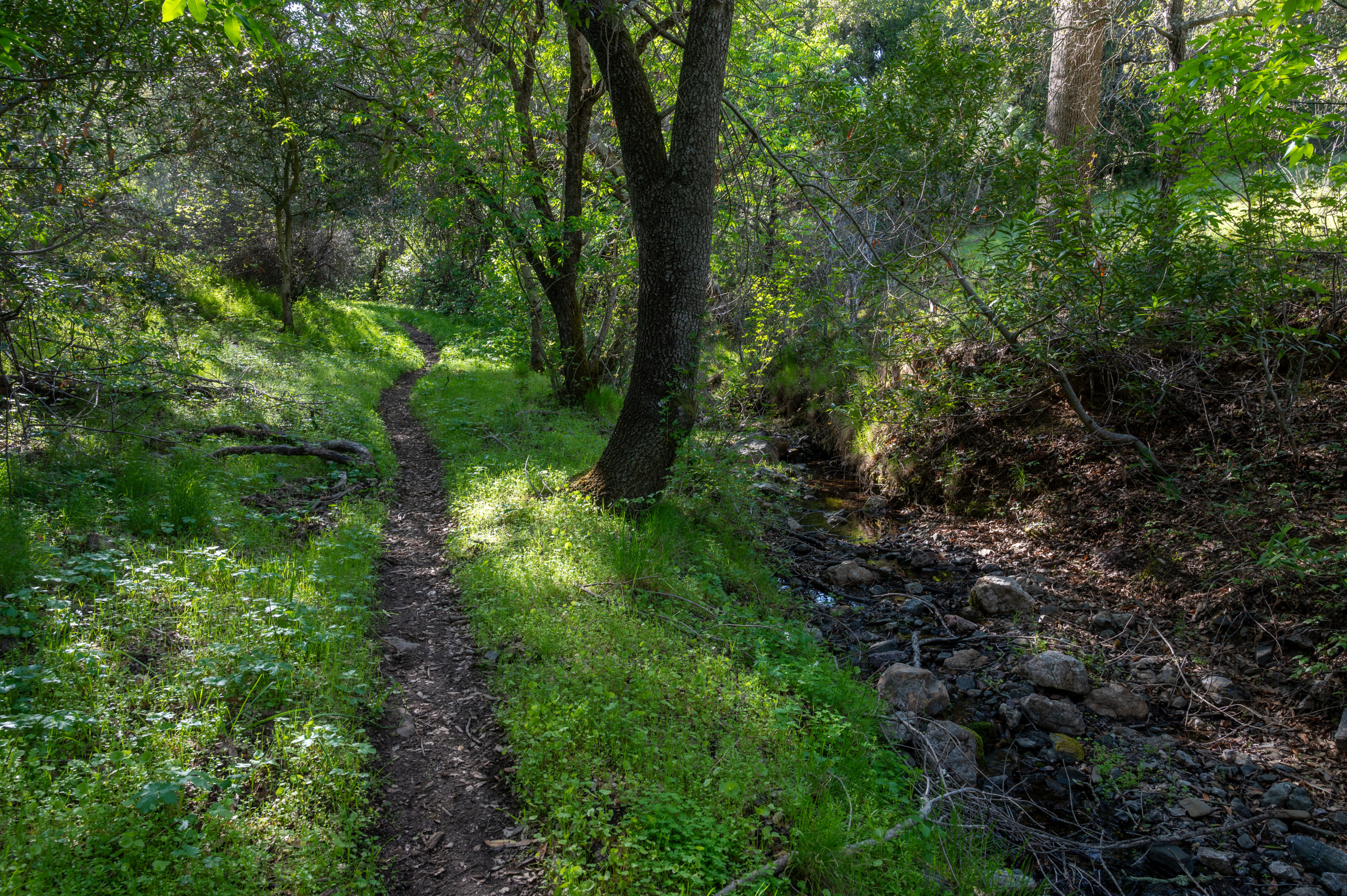 a creek alongside a single track trail