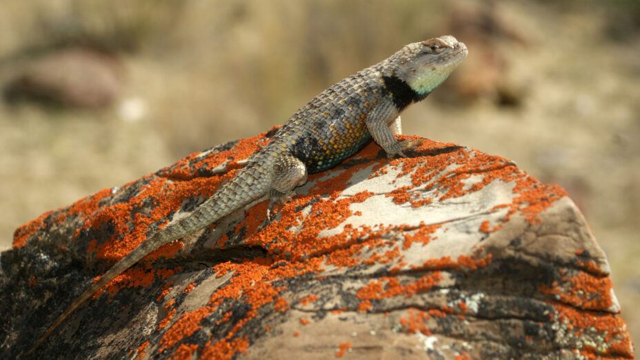 Yellow-backed spiny lizard on a boulder along Silver Creek