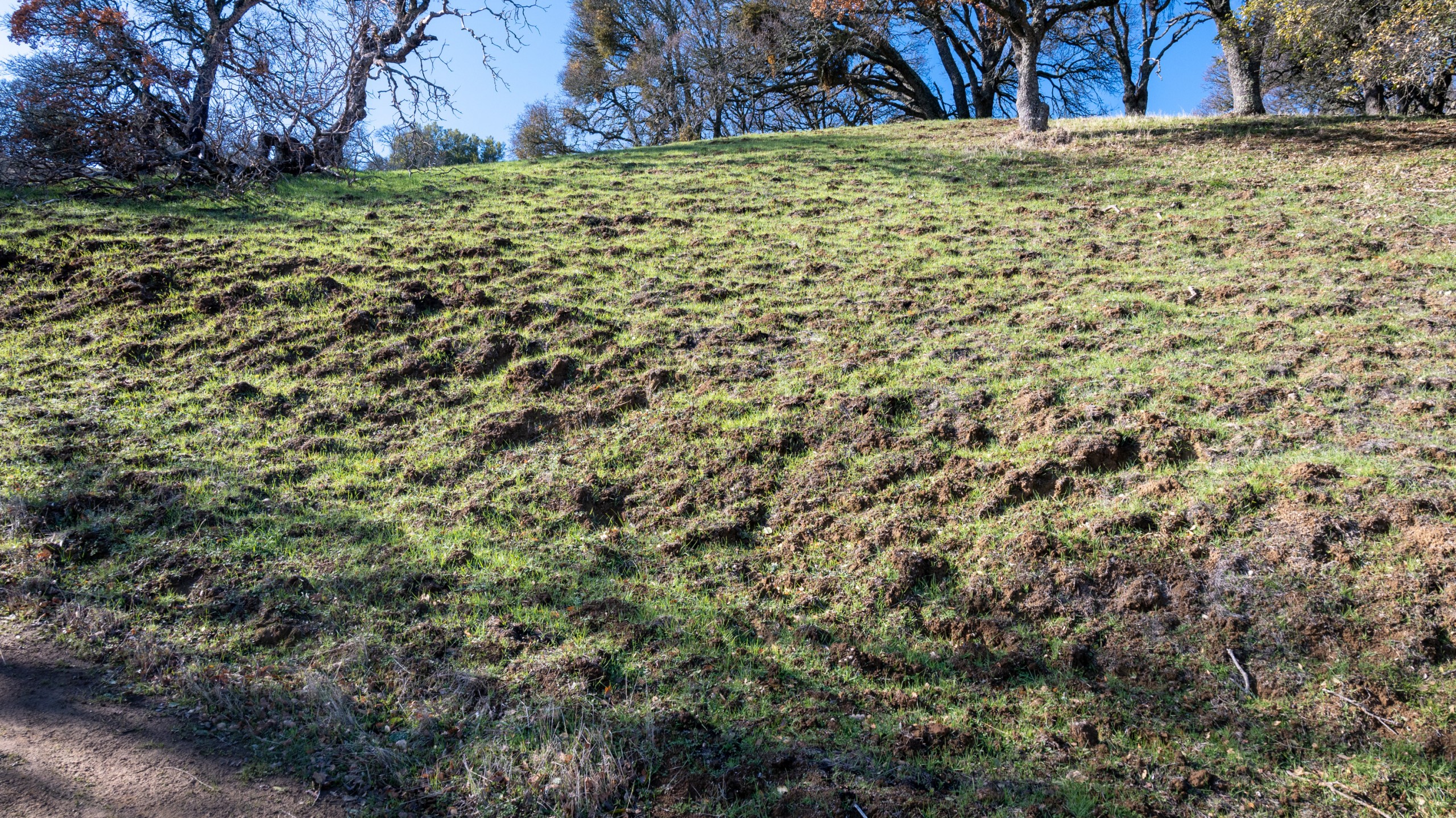 stabilizing greenery