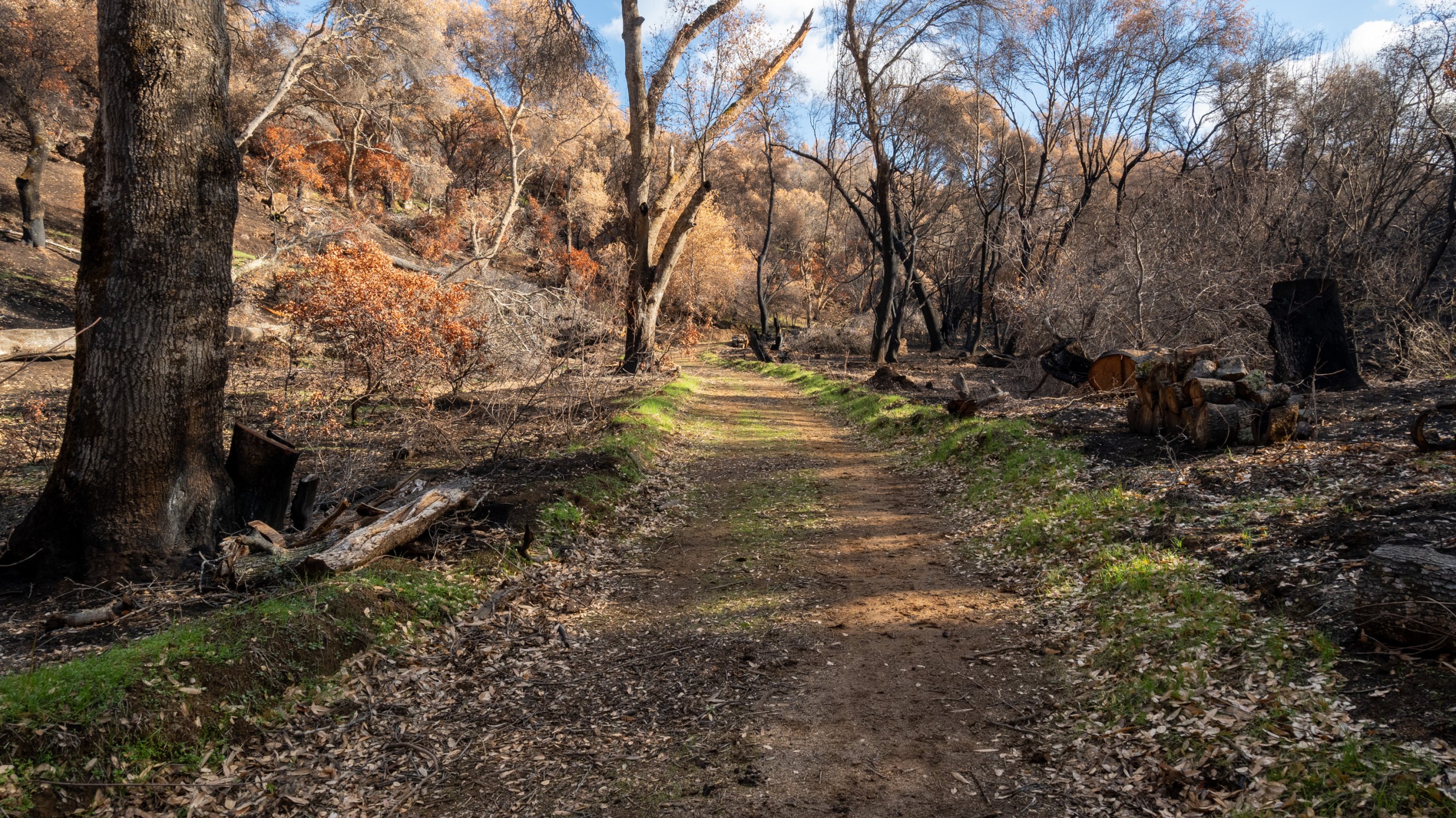 trails lush with color