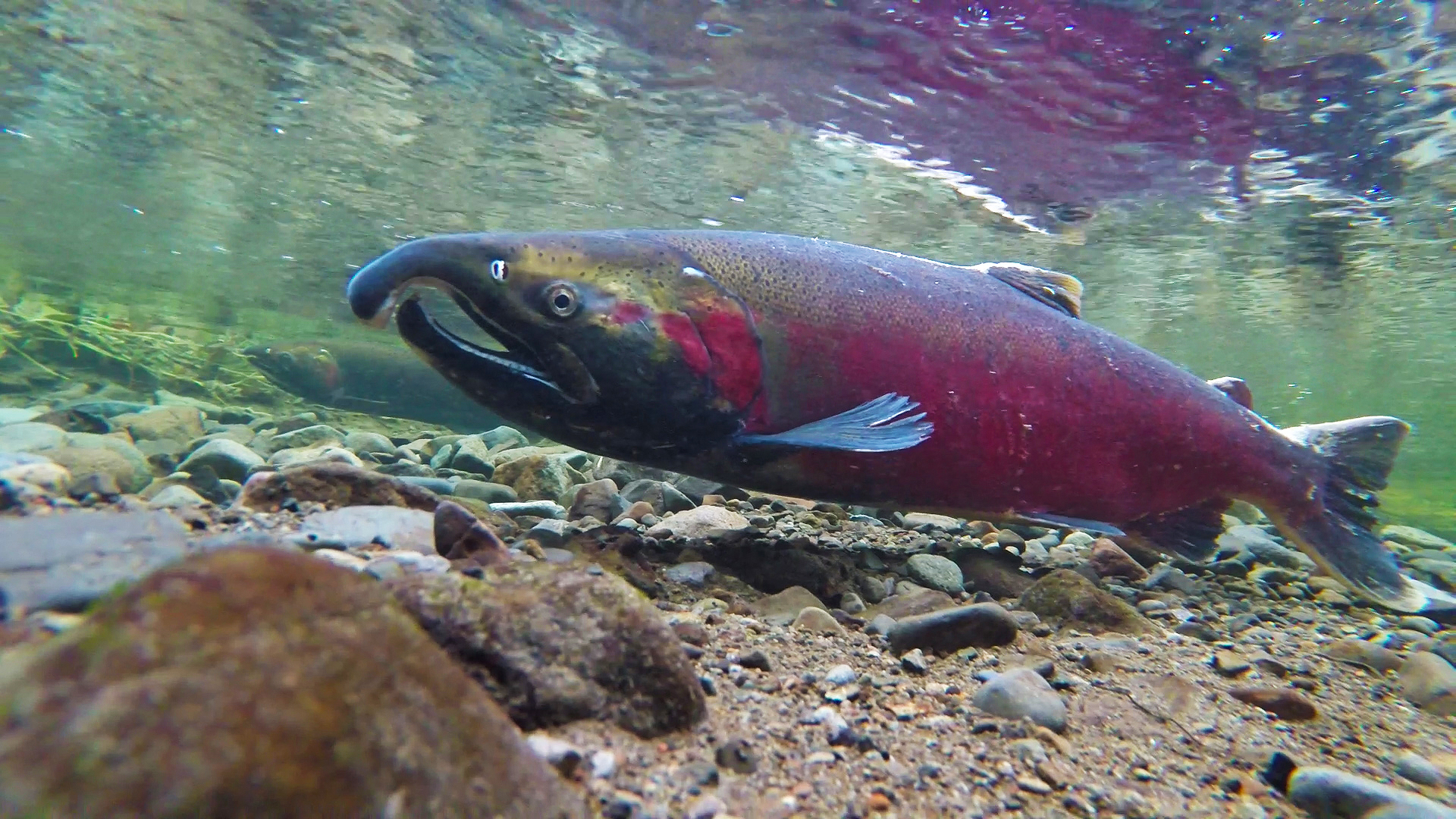 A coho salmon spawning in a creek