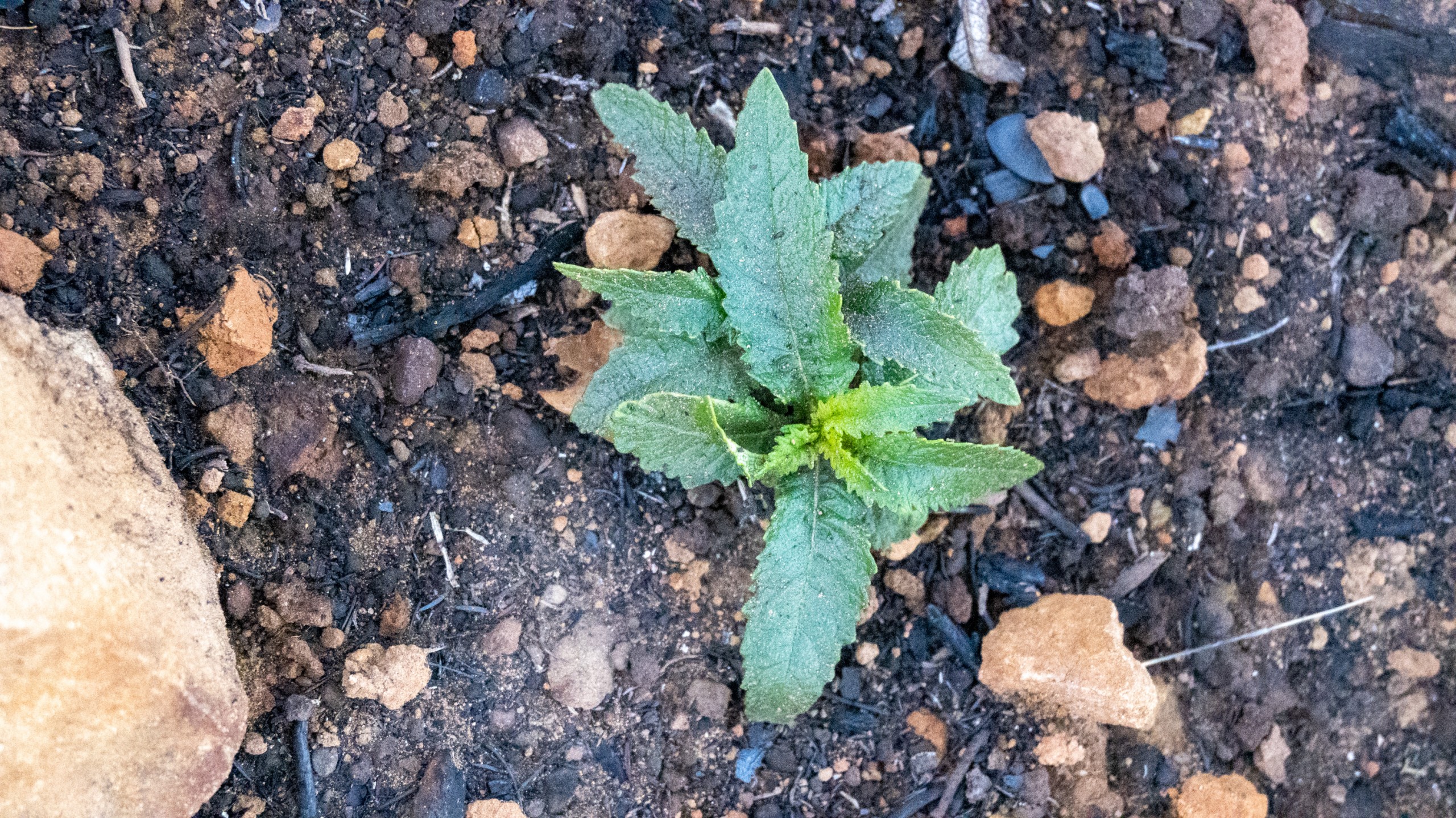 yerba santa