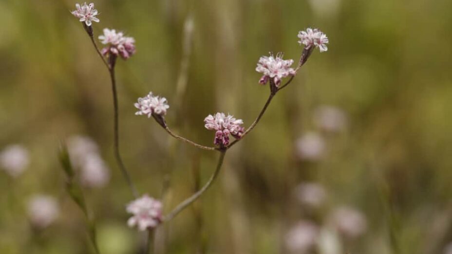 Close up of Mount Diablo Buckwheat