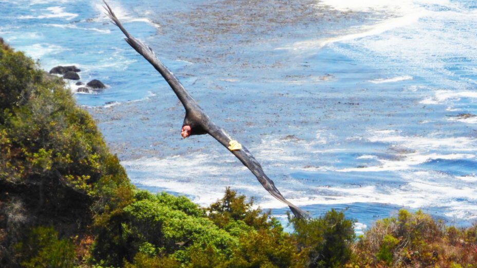 Condor 351 flying along coastline