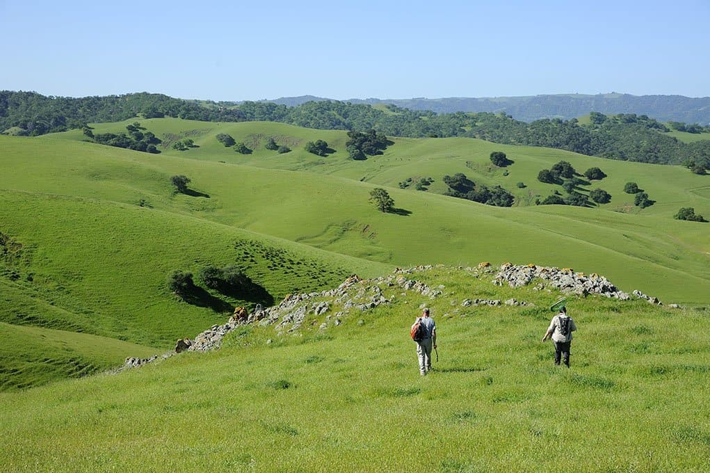 view of rolling hills with grassland and oak woodlands; two biologists heading out to explore