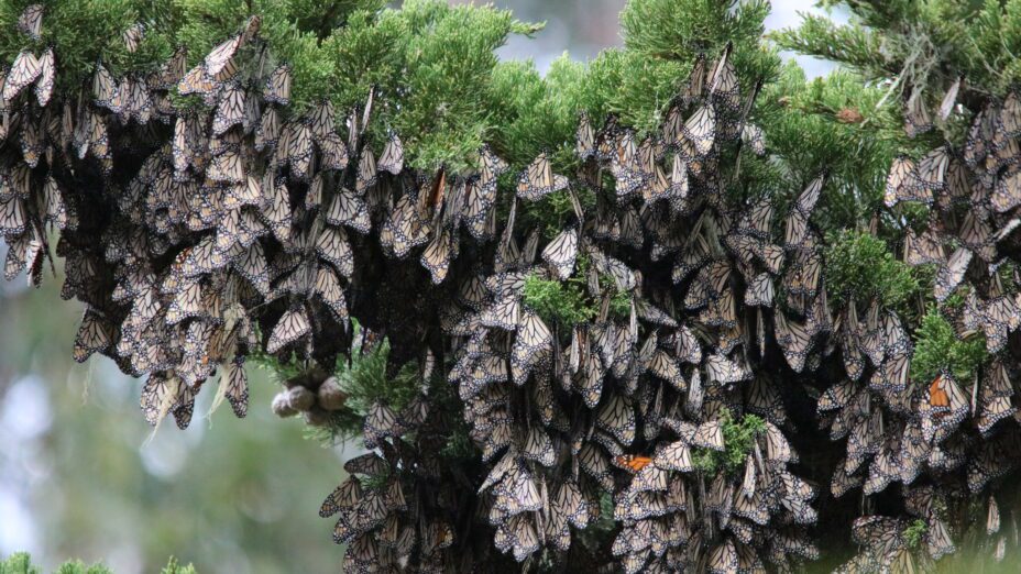 Monarch Butterflies Overwintering