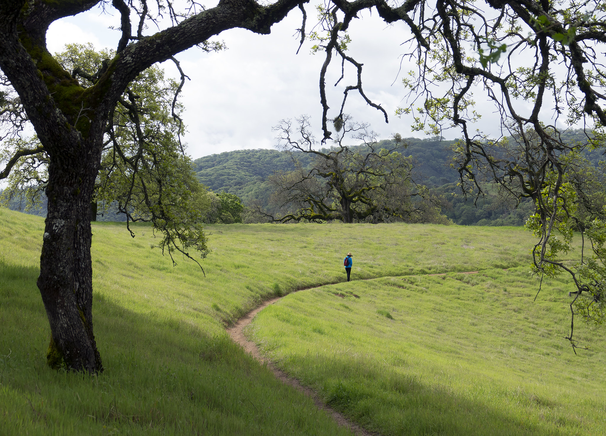 Hiking trail at Henry W. Coe State Park
