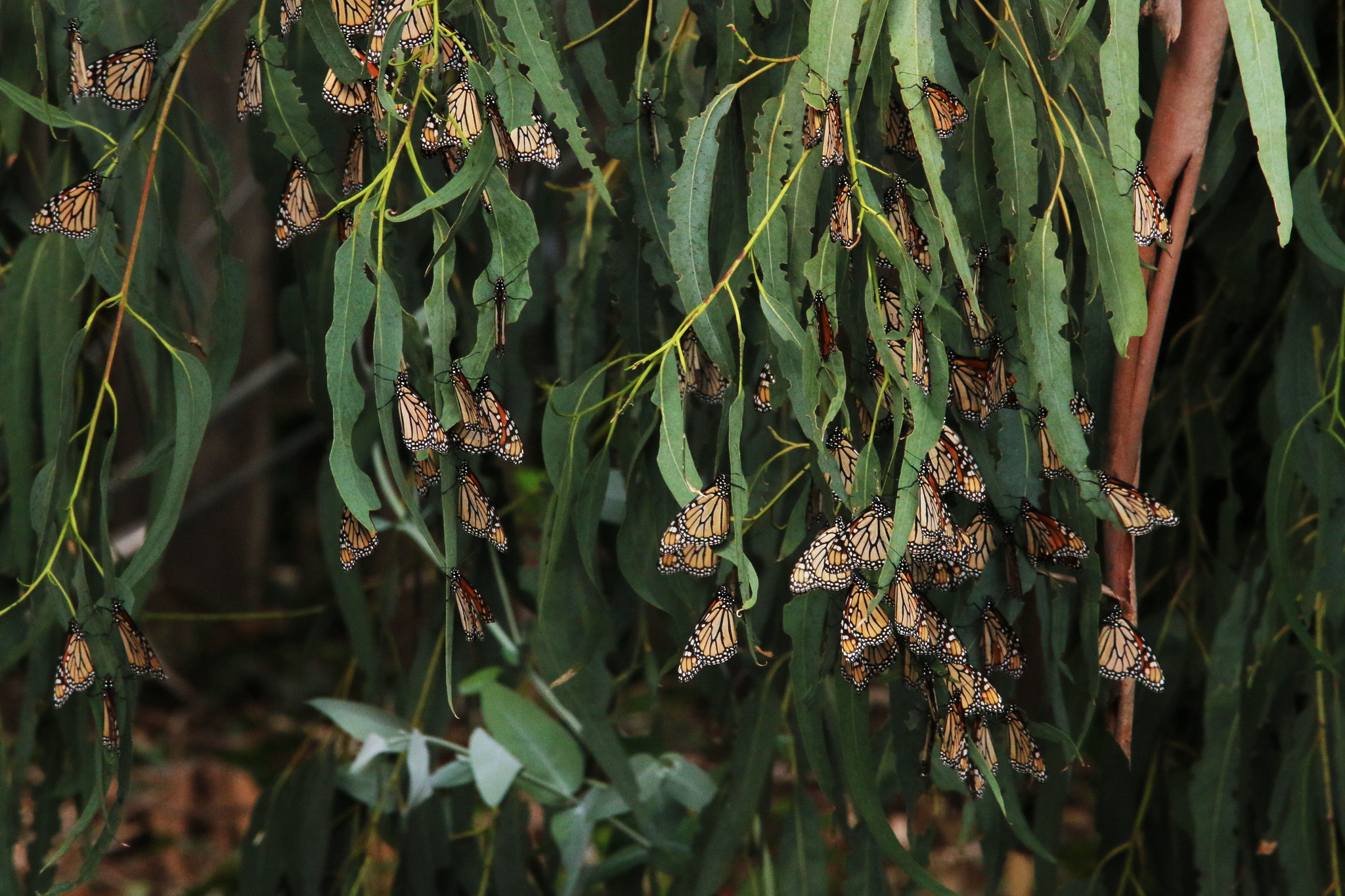 Monarchs Roosting on a Eucalyptus Tree