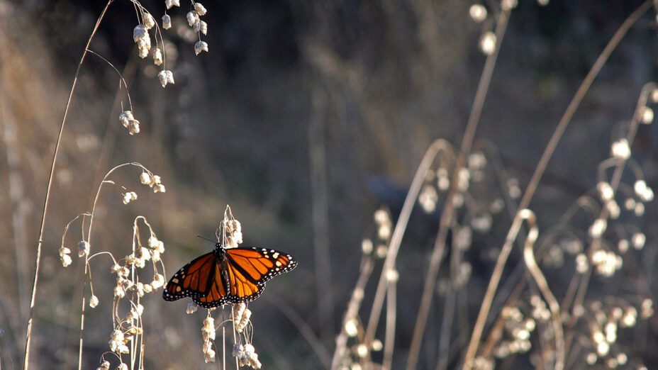 monarch butterfly