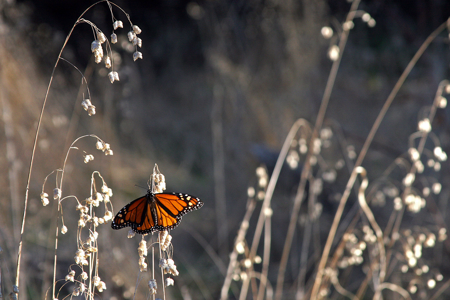 A monarch butterfly at Lighthouse Field State Beach in Santa Cruz, California