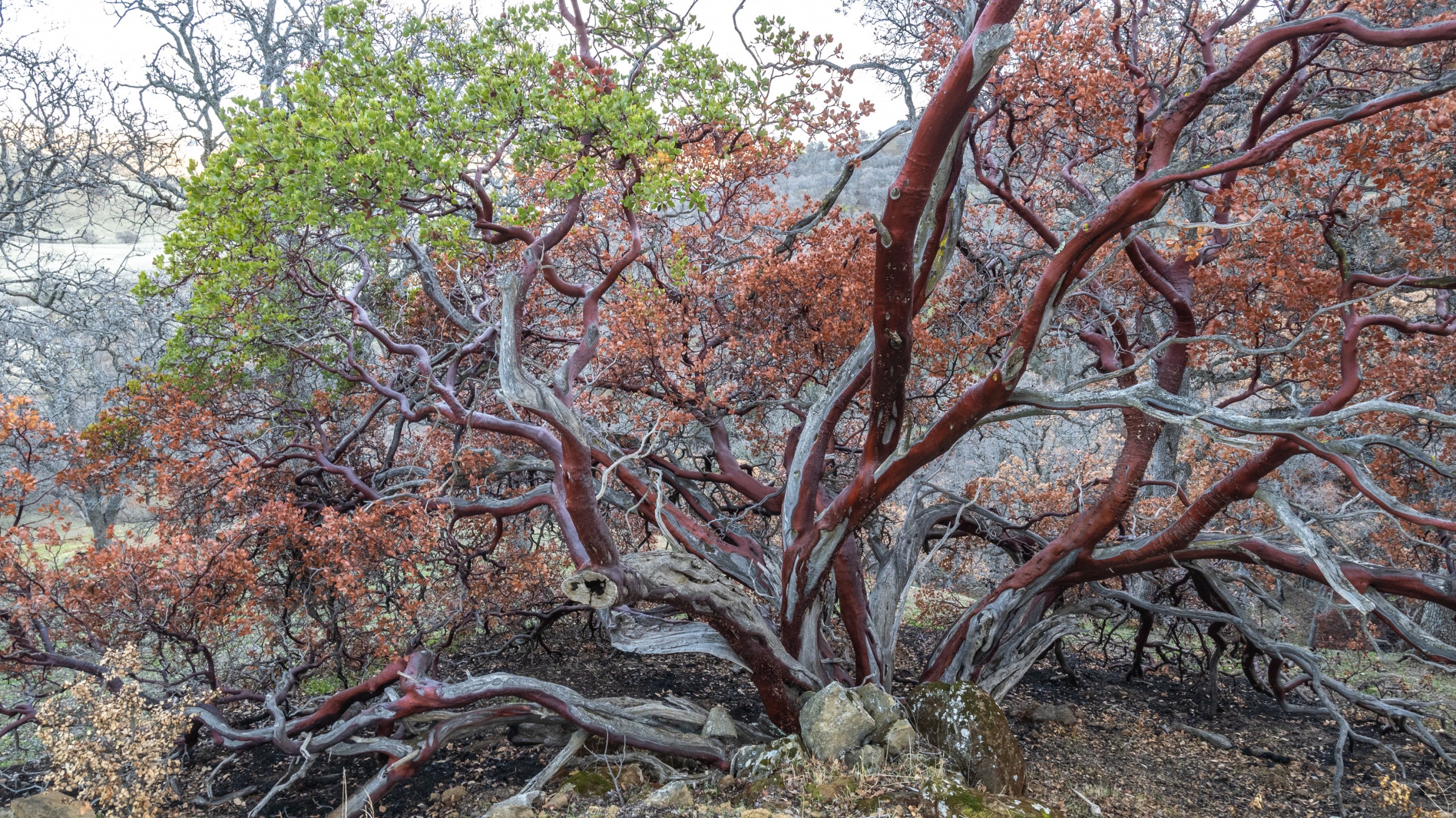 Manzanita trees burned from SCU fire