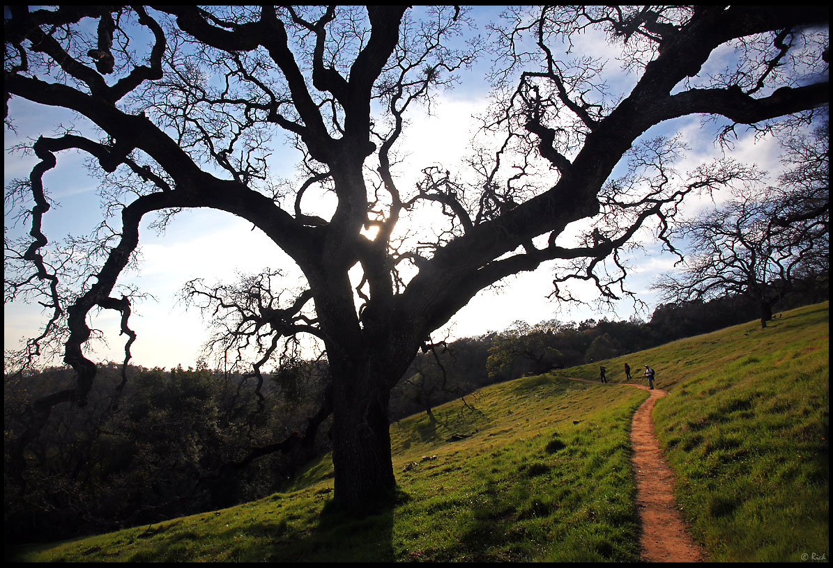 Hiking trail at Henry W. Coe State Park