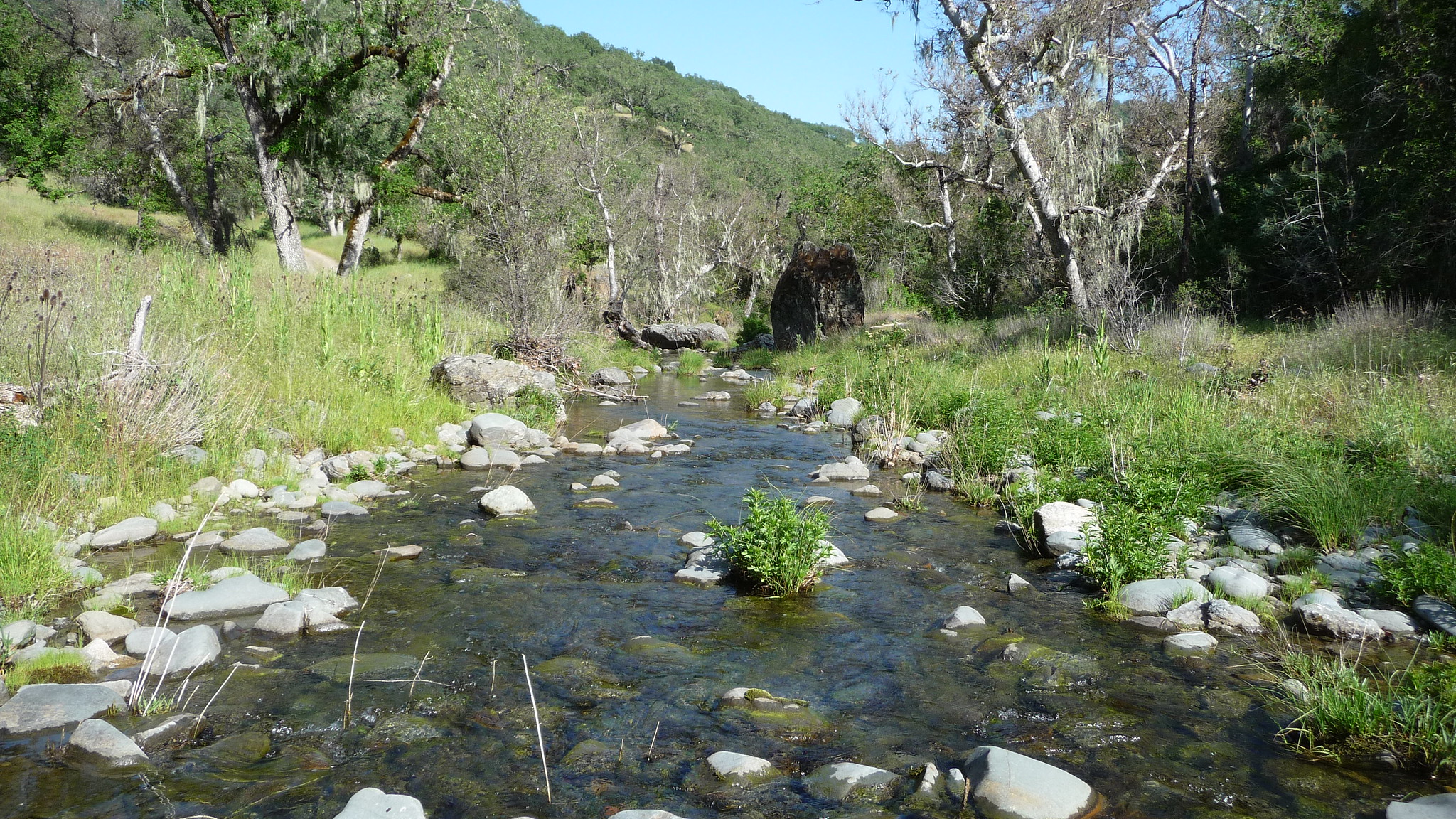 Creek in Henry W. Coe State Park