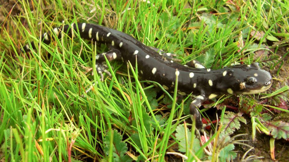 California tiger salamander in grass