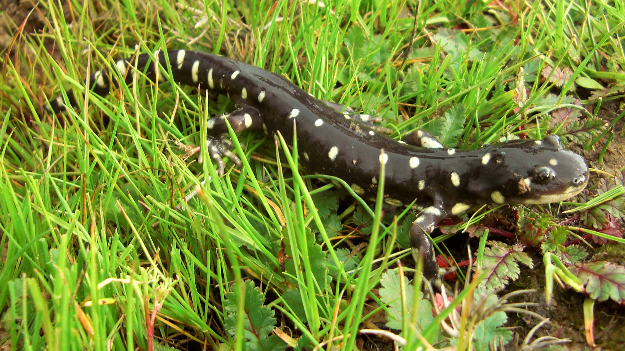 pictures of tiger salamanders