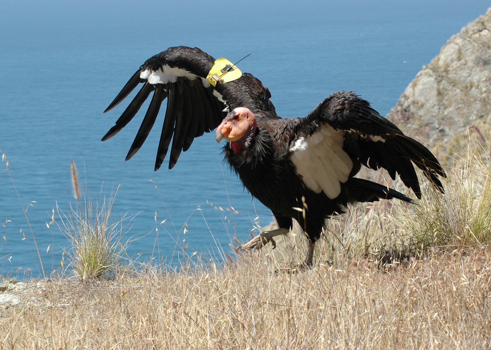 A California condor basking in the sun with its wings spread out
