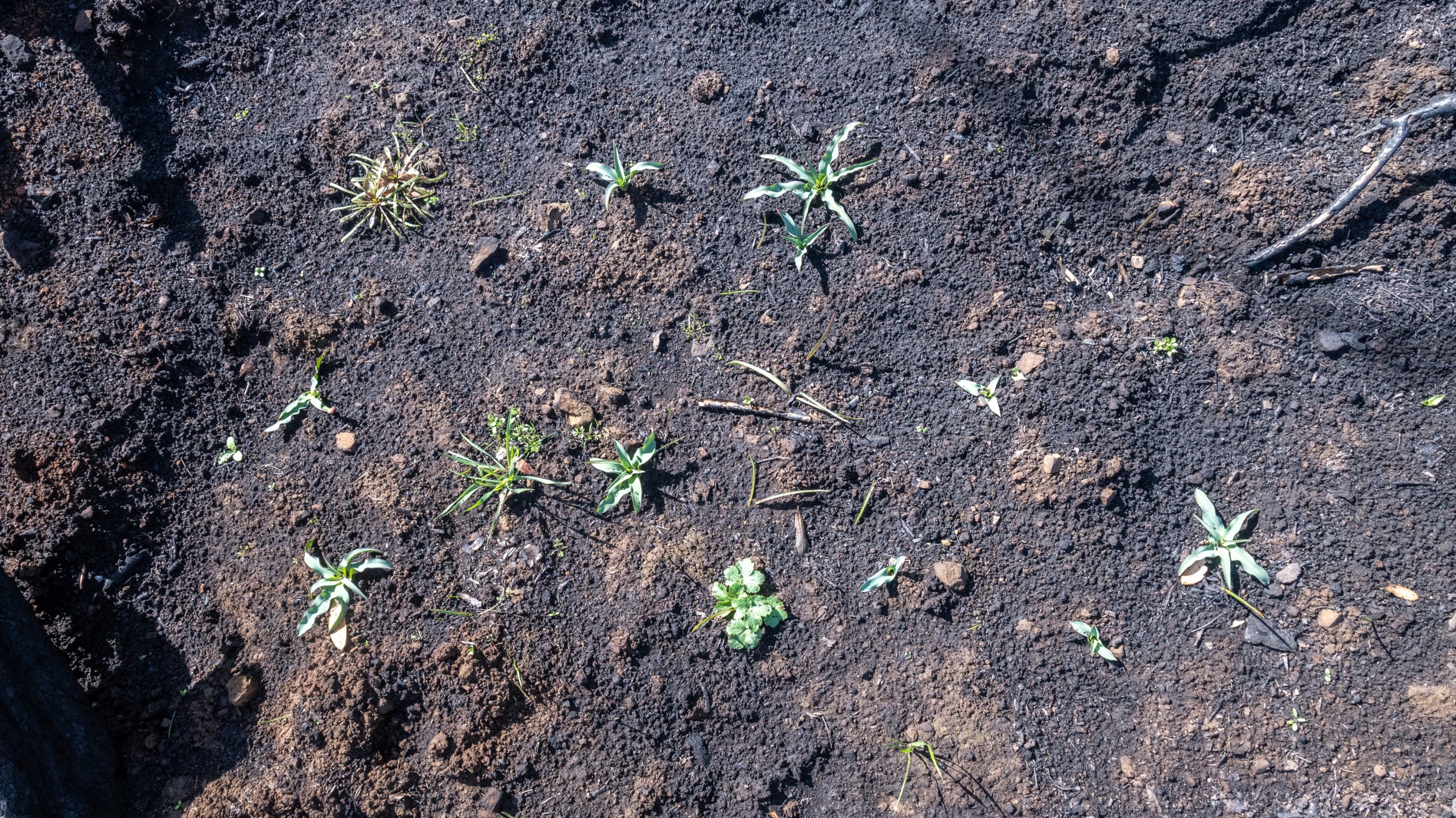 sprouts of vegetation in burned lands