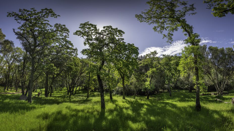 oak trees