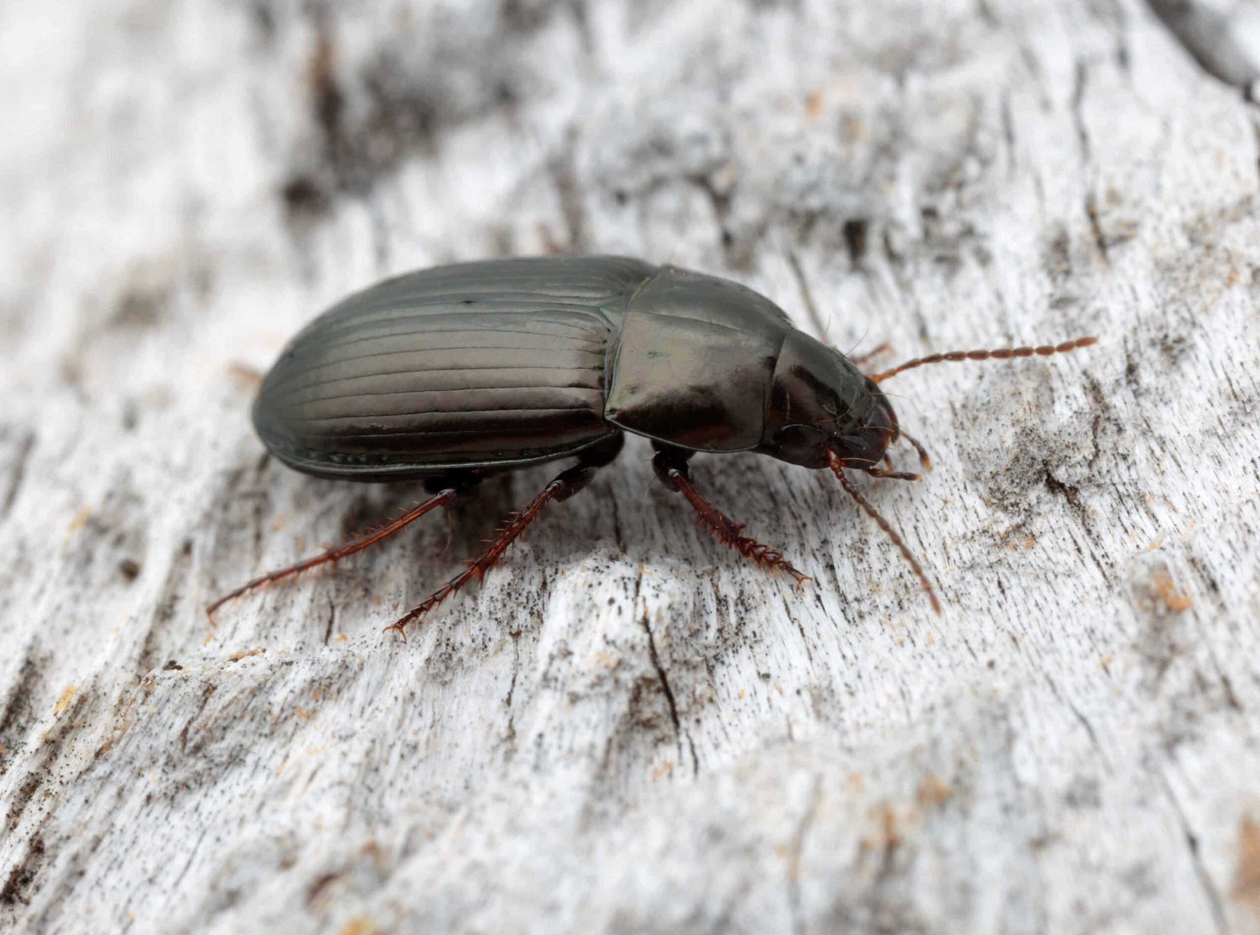 Amara ellipsis beetle