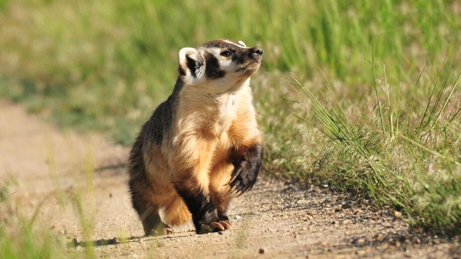 American badger on a dirt path