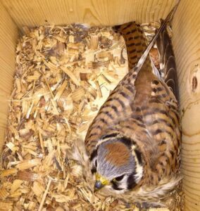 an American kestrel in a nest box