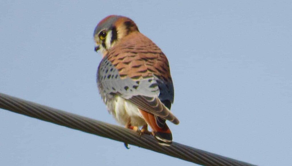 American kestrel perched on a wire