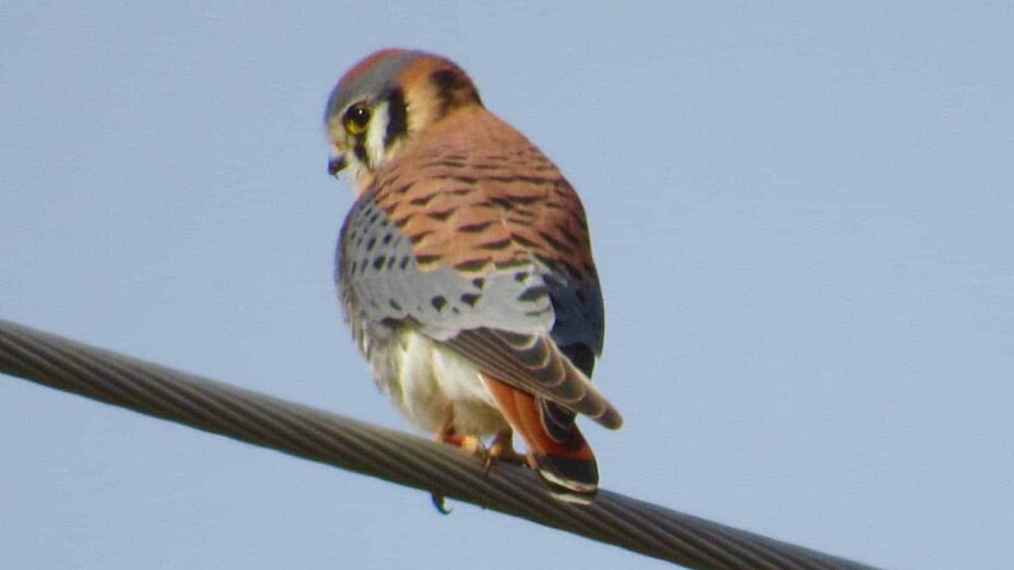 American kestrel perched on a wire