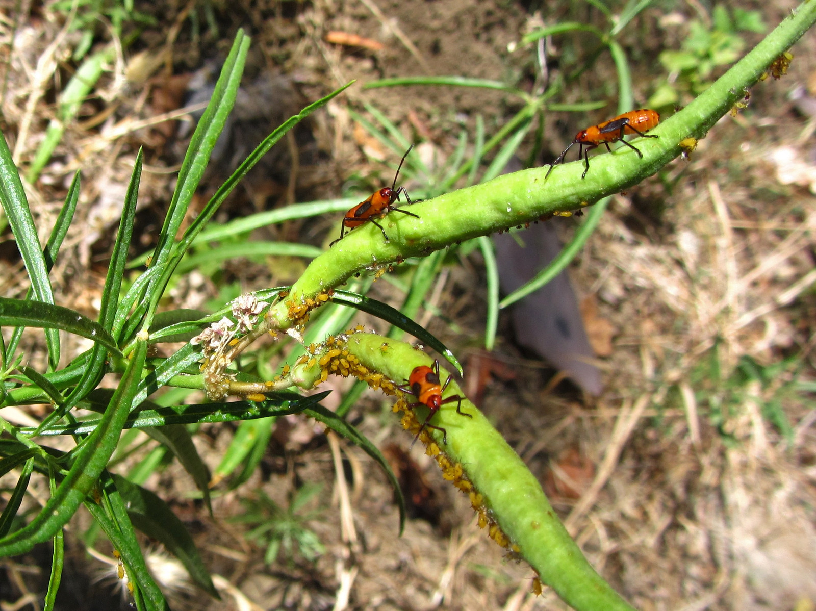 Milkweed bugs and their larvae on a narrowleaf milkweed leaf