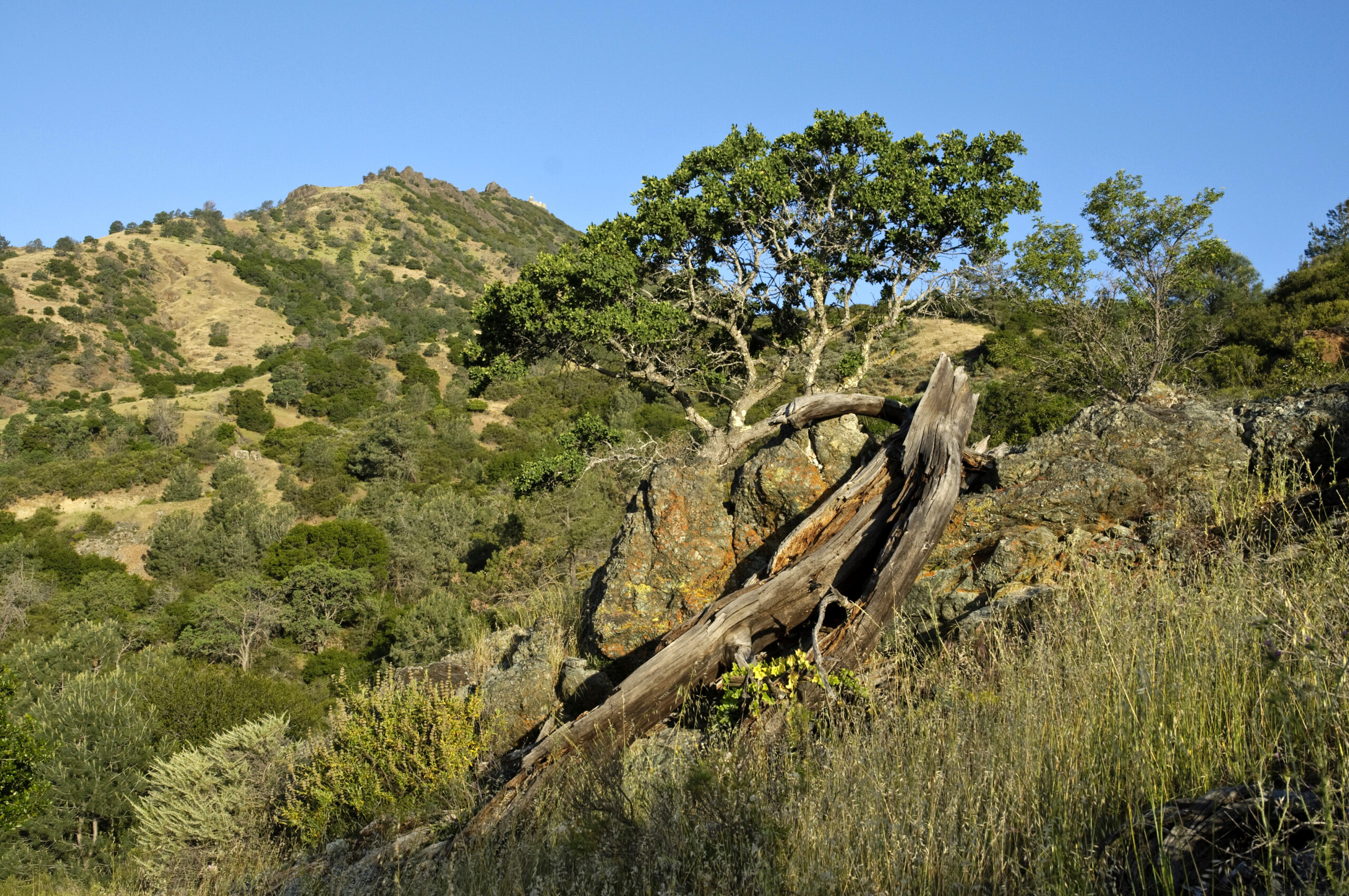Fallen tree and serpentine rock at Viera North Peak