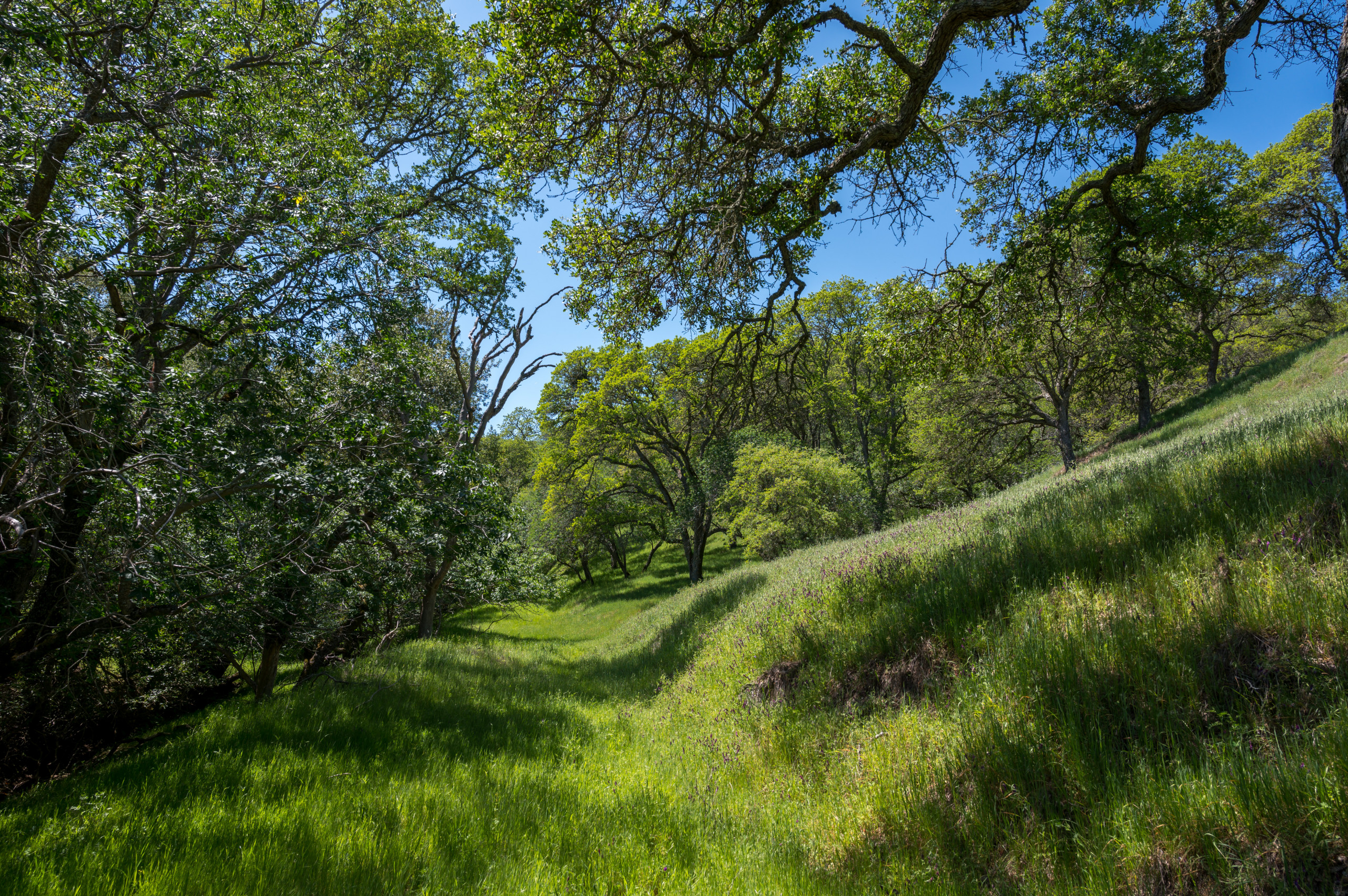 Smith Canyon