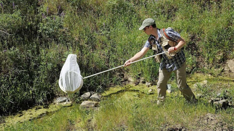 entomologist capturing insects with a net at 2019 BioBlitz