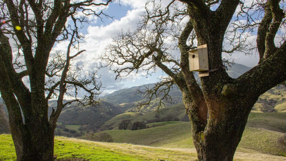 Kestrel nesting box in Save Mount Diablo's Curry Canyon