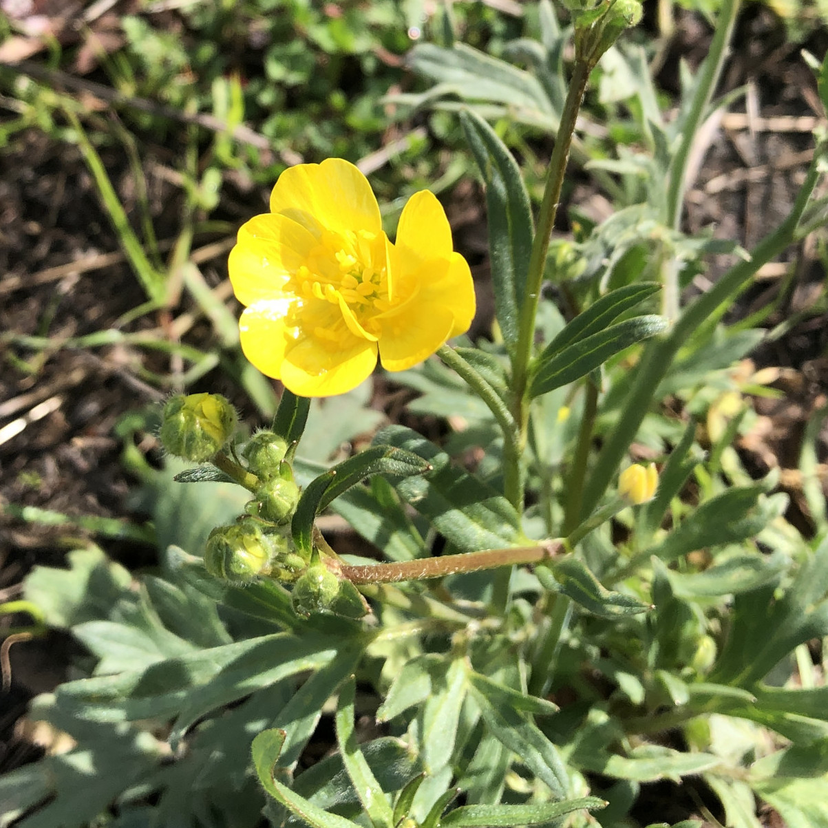 california buttercup