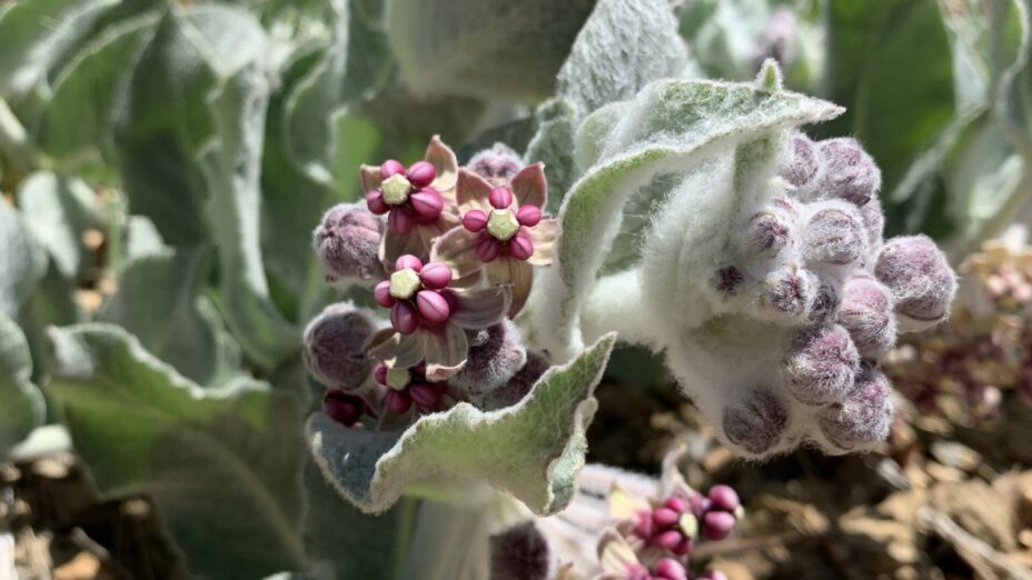 CA Milkweed
