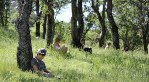 Campolindo High School students doing a Save Mount Diablo nature journaling solo at a Conservation Collaboration Agreement program