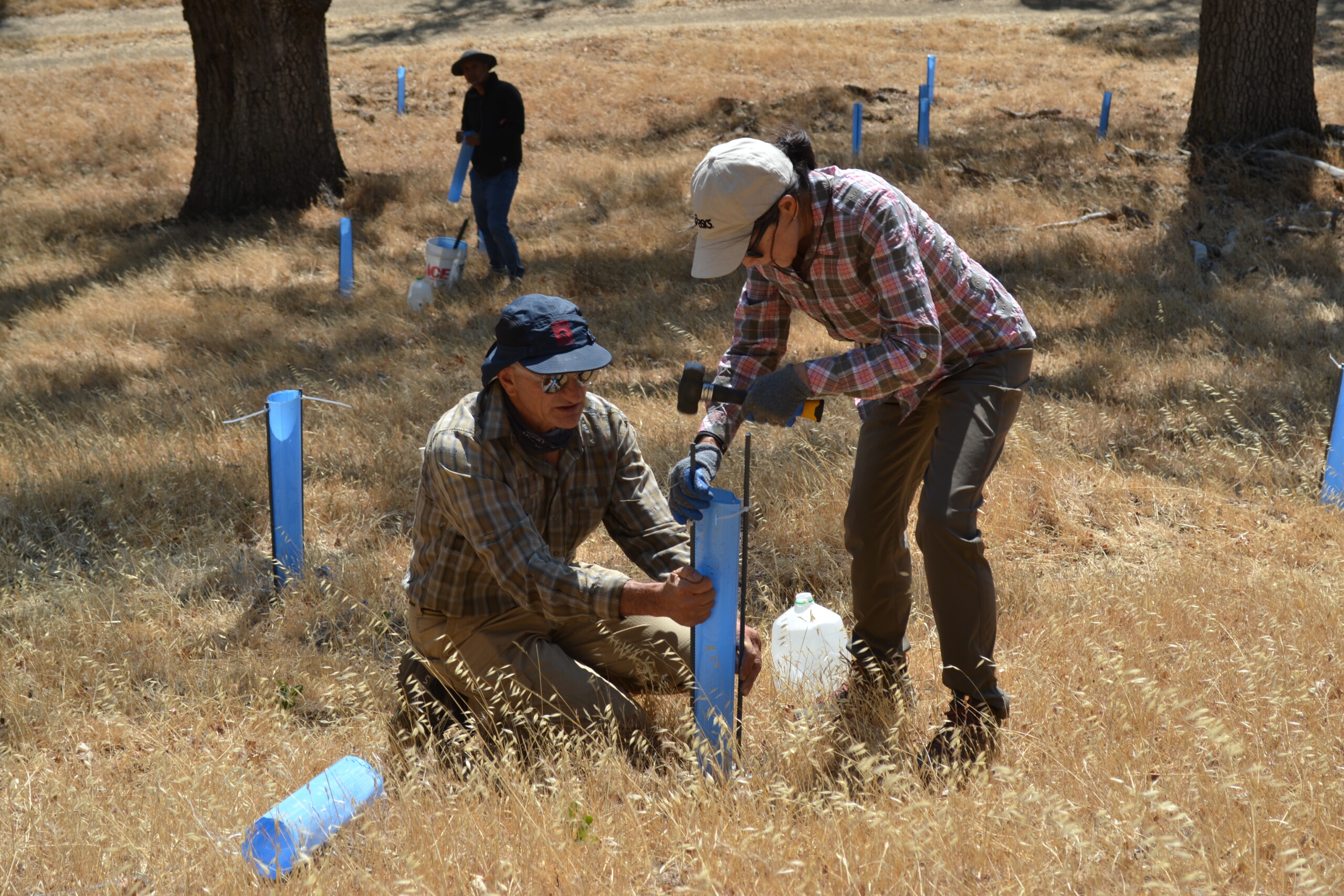 Volunteers protecting a sapling with a blue tree tube