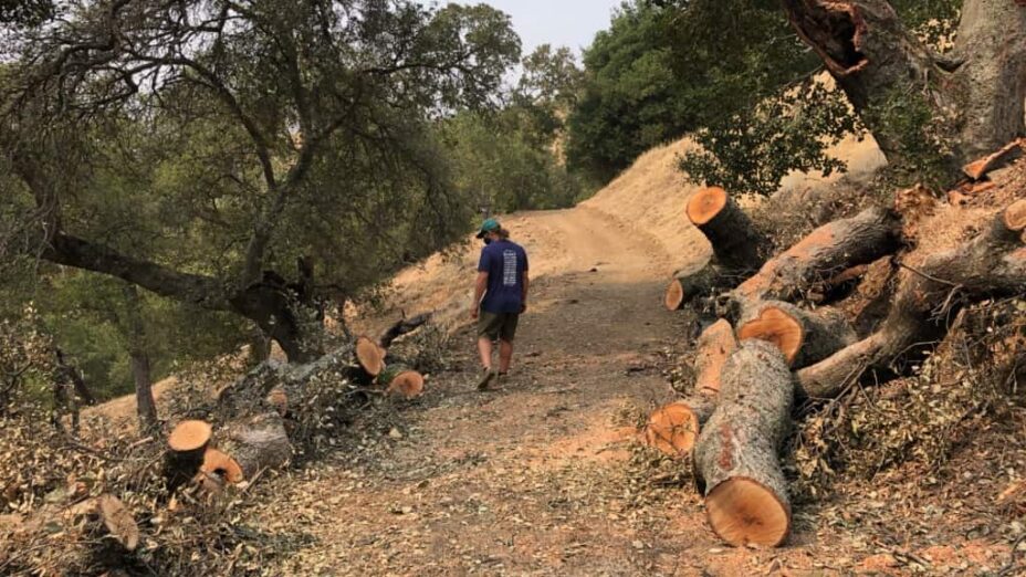 A path clear from of oak tree fallen from sudden oak death