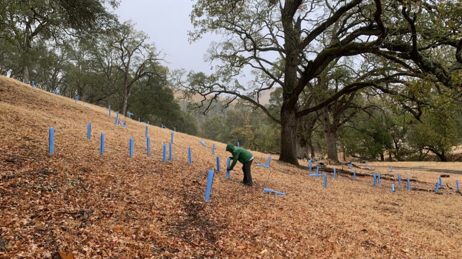 Person tending to caged tree saplings