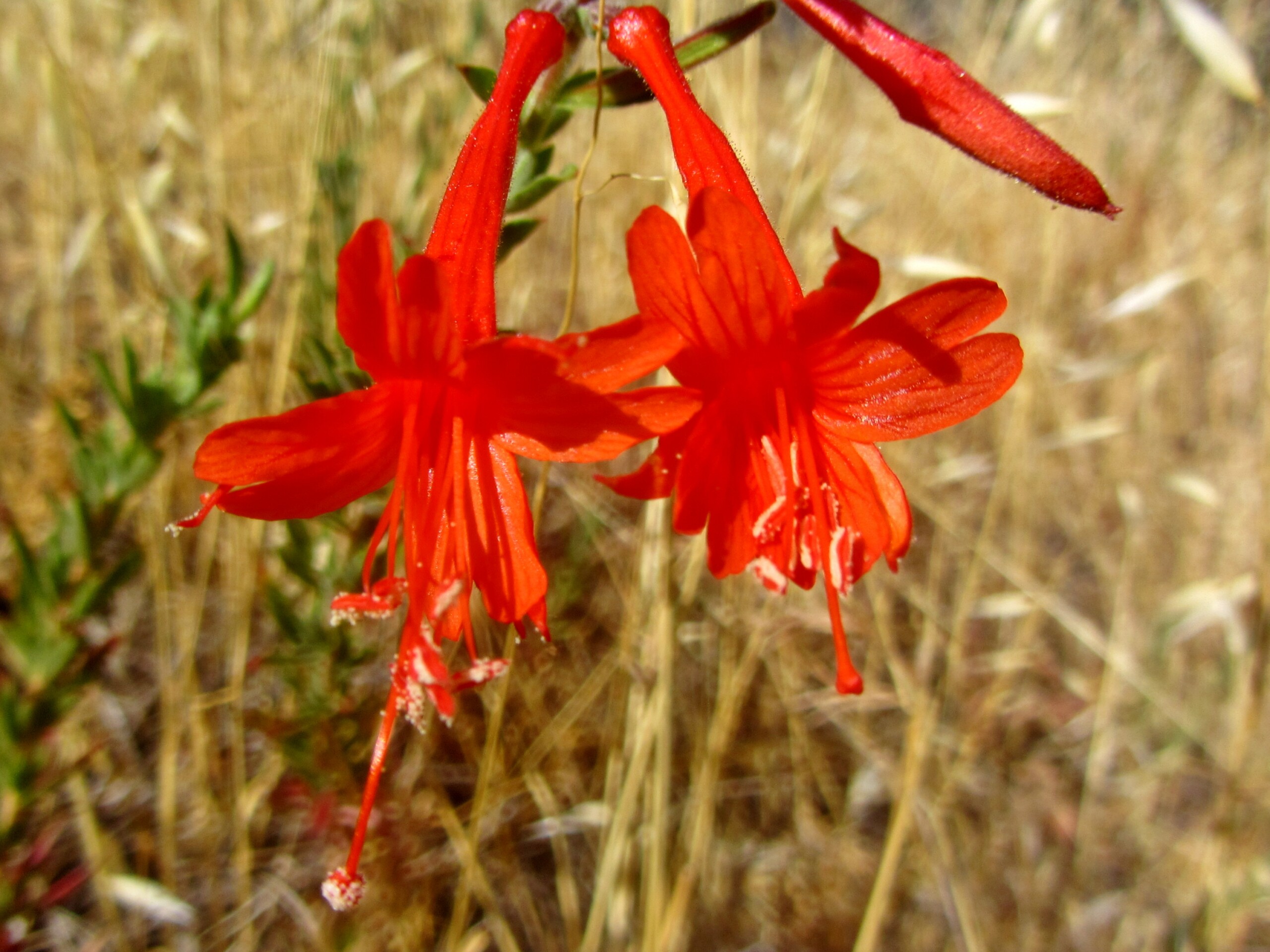 California fuchsia flowers