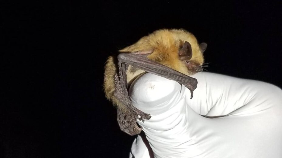 Researcher holding a California myotis bat on thumb