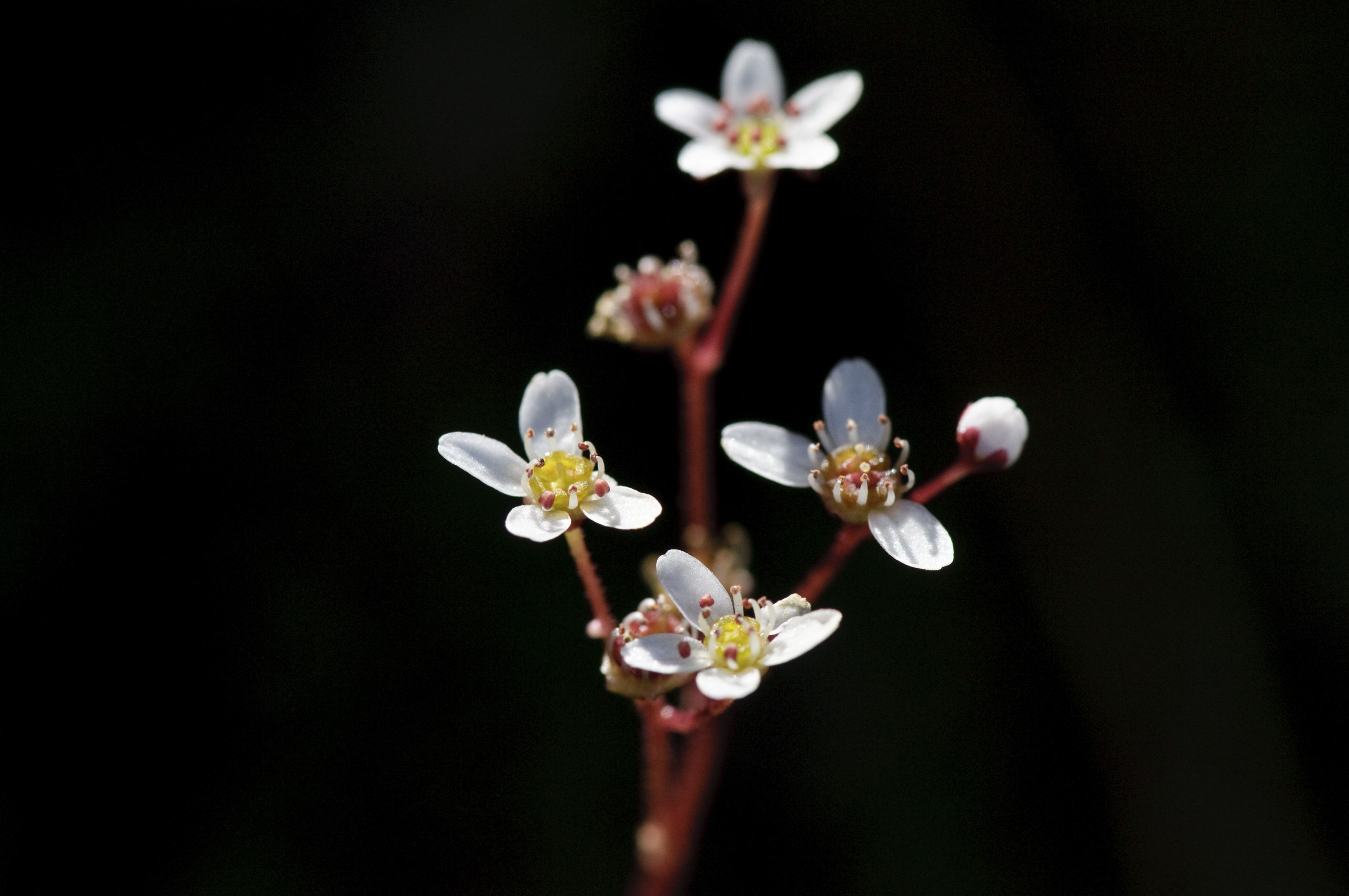 California saxifrage (Micranthes californica)