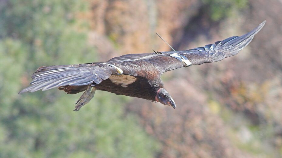 California condor at Pinnacles National Park