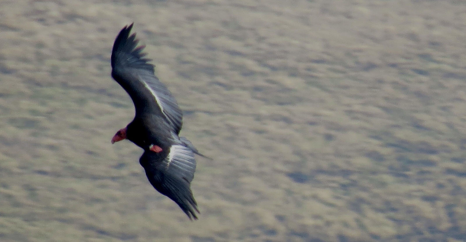 California condor in flight in Kern County
