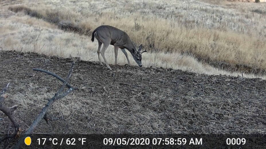 A Deer captured on a game camera in the mount diablo foothills