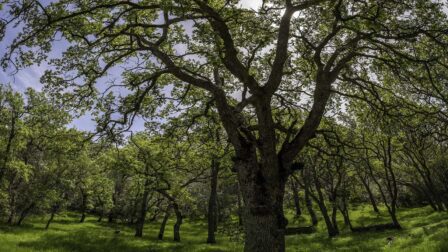 Cardinet Oaks at Concord Mt. Diablo Trail Ride Association