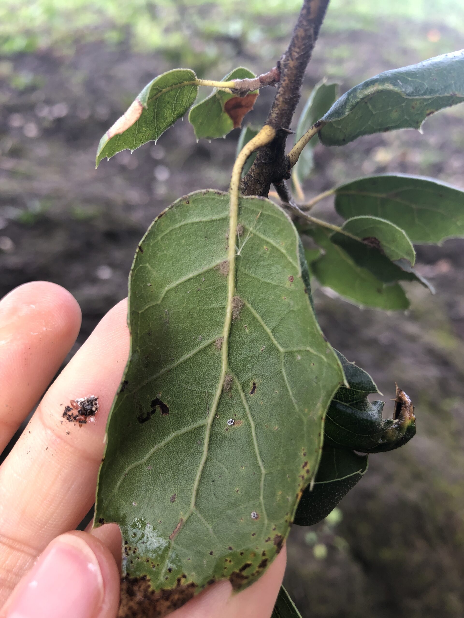 coast live oak