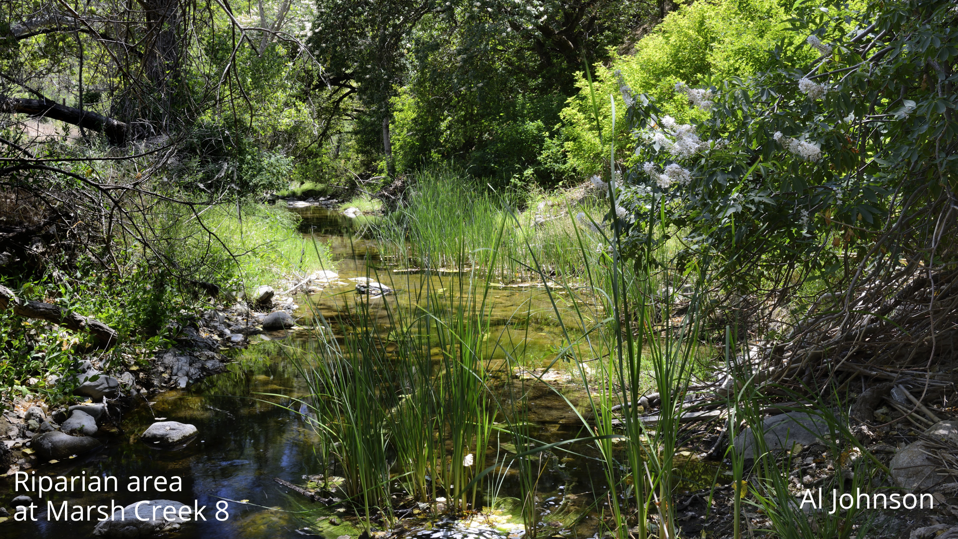 riparian habitat at march creek 8