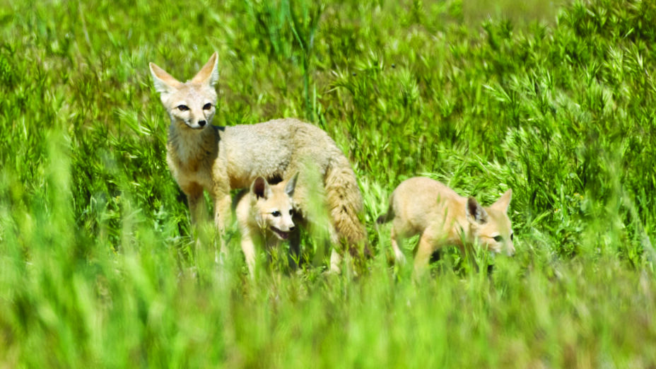 San Joaquin kit fox with kits in grass